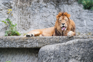 Obraz premium an adult lion wants to sleep