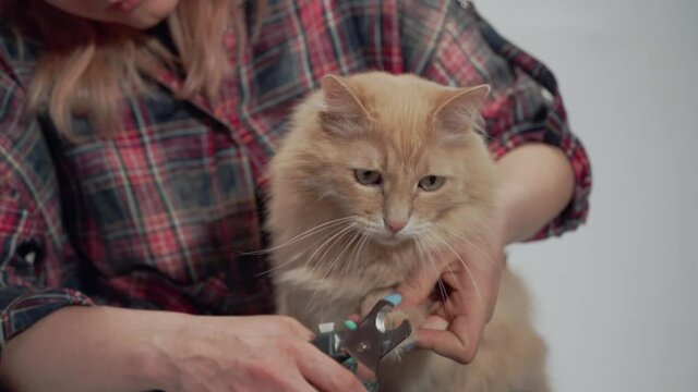 Woman's hands with claw trimmer trims tabby cat's claws