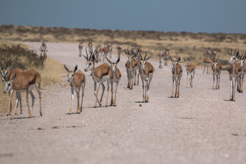 springbok group walking on street in namibia etosha national park 