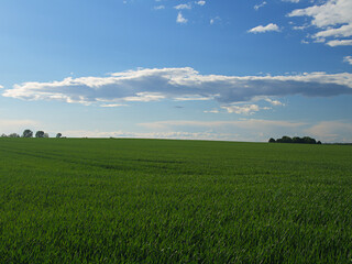 Obraz premium green field