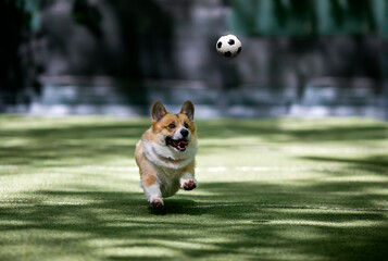 cute corgi dog runs after a soccer ball with a ball on the city sports field on the street