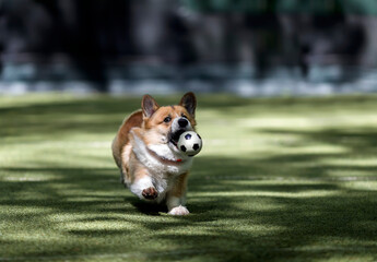 cute corgi dog runs after a soccer ball a ball on the city sports field and catches it with his...