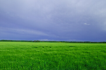 green landscape