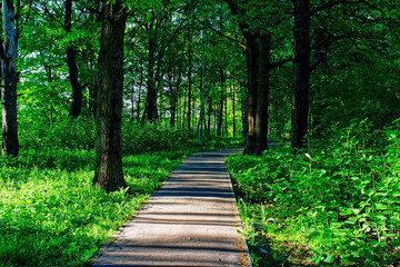 Obraz premium paved path through the park in the morning