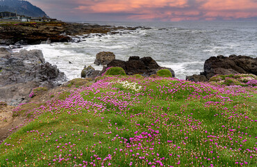 Oregon coast scene near Yachats with sea thrift in forground. Variously called armeria maritima, the thrift, sea thrift or sea pink, it is a species of flowering plant in the family Plumbaginaceae.