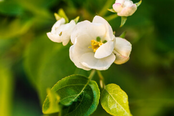 white apple tree buds and green leaves in the dark green natural background, macro . Copy space