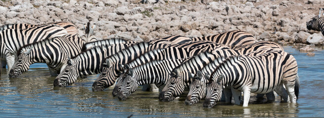 Fototapeta na wymiar zebra herd drinking at okuakuejo waterhole namibia at midday