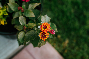 butterfly on a flower