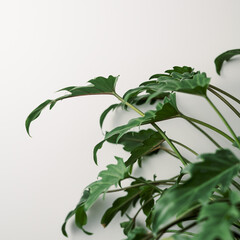 green philodendron xanadu houseplant on white background