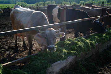 cow close-up on the farm