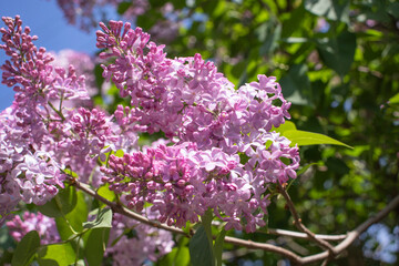 blooming lilacs in the garden in spring