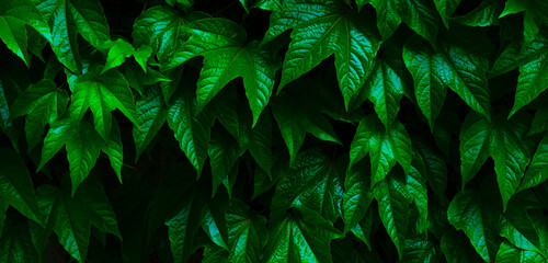 background with green shiny leaves