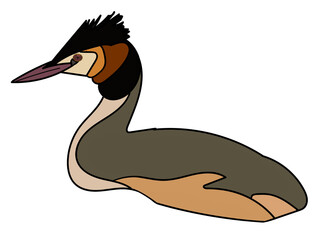 Great crested Grebe
