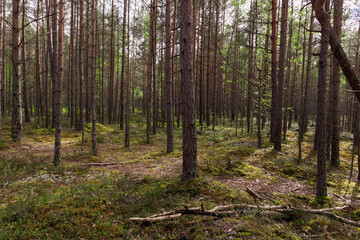 Green pine forest in summer