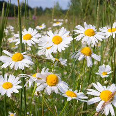 Fototapeta premium Blossoming meadow chamomiles with white petals close up
