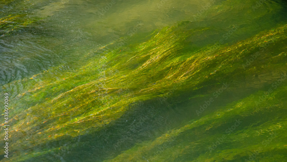 Wall mural top view of green underwater algae - for backgrounds and textures