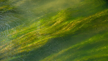 Top view of green underwater algae - for backgrounds and textures
