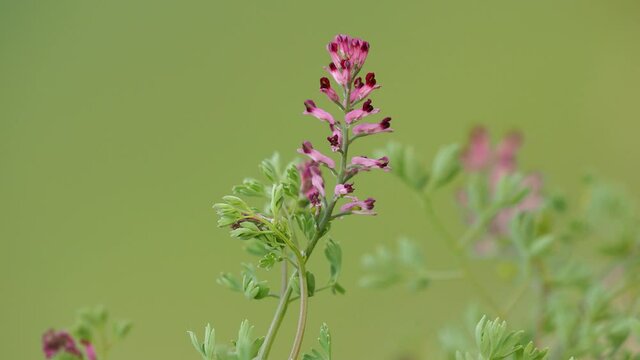Purple flower of the common fumitory plant, Fumaria officinalis