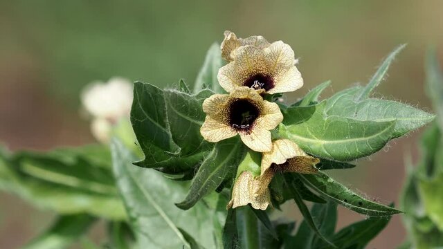Black henbane blooming plant, Hyoscyamus niger