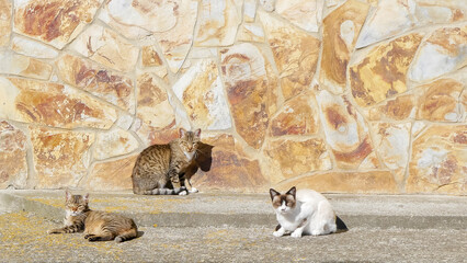 three multicolored cats bask in the sun near the house