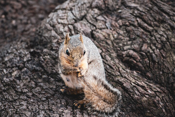 wild squirrel eating nut in Texas 