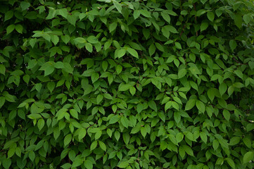 Fototapeta na wymiar Beautiful background of dense fresh leaves