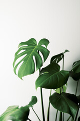 Obraz premium monstera deliciosa on white background