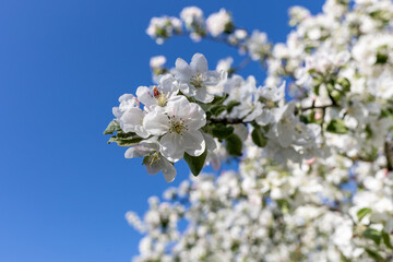 Blooming apple tree and blue skies in spring