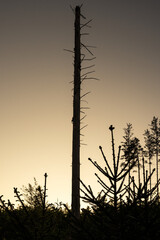 Kahler dünner Baum mit düsterem Sonnenuntergang