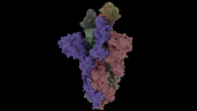 Nanobody Ty1 attacking Corona - Spike Protein