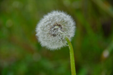 dmuchawce i nasiona © EwaAF