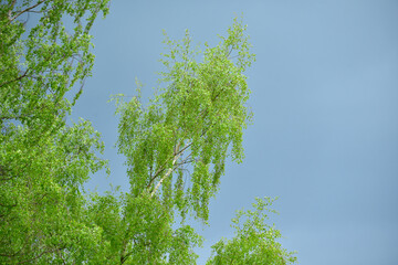 brzoza na burzowym tle © EwaAF