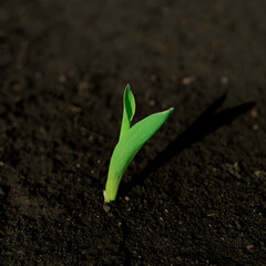 Young green sprout of corn germinating from fertile soil