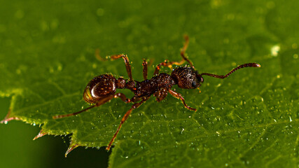 
ant on a leaf with water drops