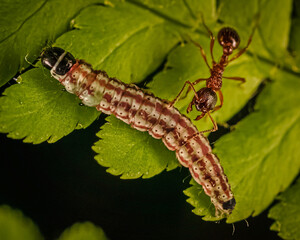 
the ant attacks the caterpillar