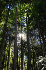 Forest trees with sunlight background.