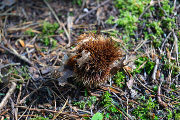 Chestnut on the ground in the forest.
