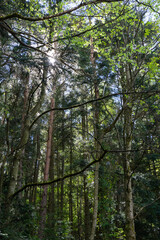 Forest trees with sunlight background.