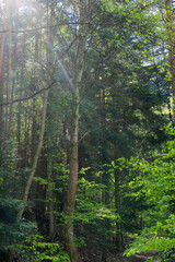 Fototapeta premium Forest trees with sunlight background.