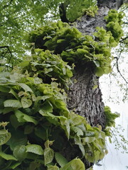 Old Talia Tree with buds - obrazy, fototapety, plakaty