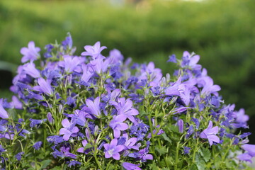 campanule