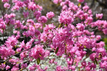 吉野ツツジ　花模様