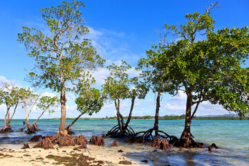 Mauritius, an der die Küste und Mangroven