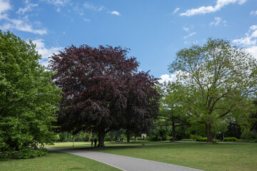 Outdoor sunny scenery of tranquil, shady and natural atmosphere of Zoo Park in D&uuml;sseldorf, Germany without people.