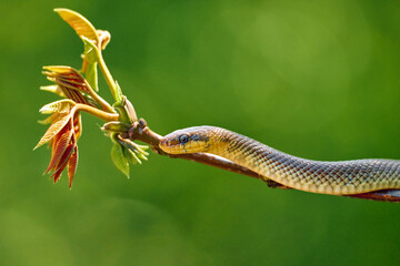 Tree snake on a branch with green leaves