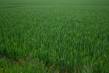 Fototapeta premium Outdoor sunny landscape view over grass, rice, meadow, wheat or barley agricultural field. Natural greenery green background. Growth rice field.
