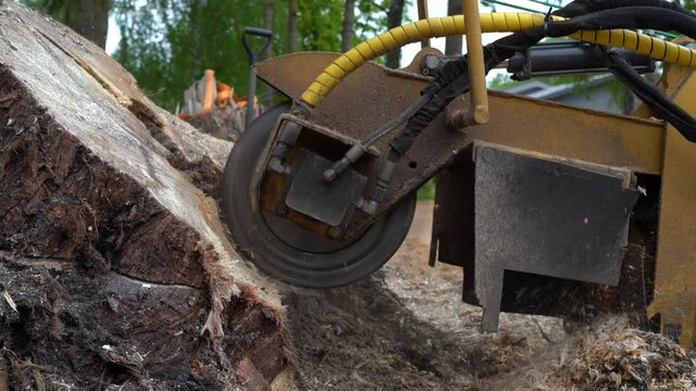 The freshly sawed stump is chopped into chips with a tracked stump cutter. The round milling head of the stump cutter grinds the stump so that the chips fly through the air