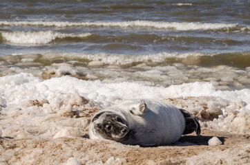 A new born white grey seal baby relaxing at the beach, Ventpils, Latvia.