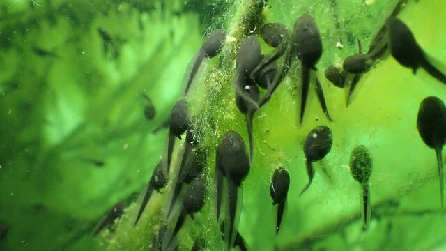 A underwater close up shot of tadpoles scurry around a green branch in a German pond