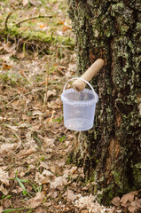 Collecting birch tree juice by wooden pipe in a little plastic bucket. 